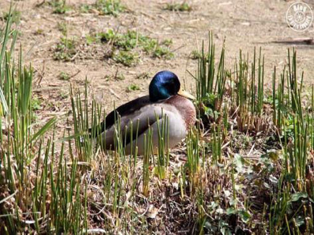183 D35 PARC OLBIUS RIQUIER A HYERES_000053.jpg